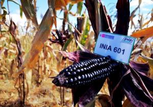 Agricultores de Cajamarca inician cosecha de maíz morado INIA 601