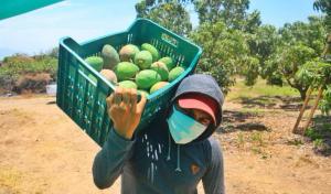 Agricultores de San Lorenzo no cosecharán ni venderán mango por cinco días desde hoy