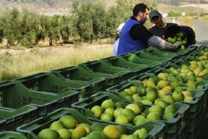 Agro Fresh Mar Azul instalará nueva planta en Piura