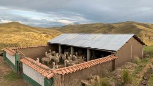 Agro Rural construirá 2.962 cobertizos este año