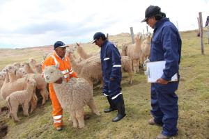 Agro Rural continuará certificación de productores alpaqueros de zonas altoandinas