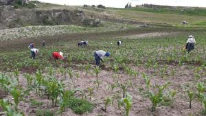 Agro Rural desarrolla acciones en favor de productores agropecuarios para reducir efectos del déficit hídrico