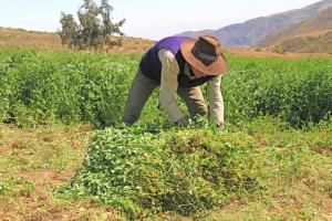 Agro Rural destinó cerca de S/ 14 millones para atender pequeña agricultura de Junín frente a déficit hídrico
