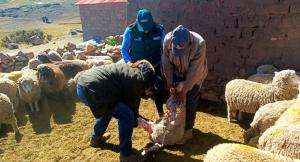 Agro Rural dosificará a cerca de 30 mil cabezas de ganado con productos veterinarios en cinco provincias de la región Puno