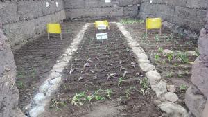 Agro Rural implementará 5.010 fitotoldos para proteger cultivos en regiones del sur del país