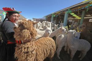 Agro Rural implementará kit de alimentos adicionales para ganado en Puno