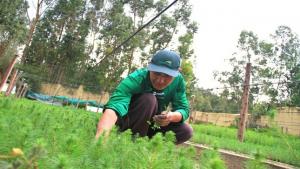 Agro Rural impulsa siembra de plantones forestales para recuperación de 2.200 hectáreas de suelo