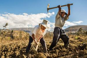 Agro Rural inició evaluación de propuestas de empresas postoras de urea