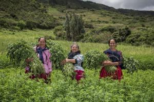 Agro Rural lanza convocatoria para cofinanciar planes de negocio hasta en un 80%