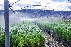 Agro Rural produce 350.000 plantones forestales que serán instalados en Ayacucho