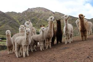 Agro Rural: Proyecto de mejora genética de alpacas beneficia a productores de ocho regiones