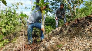 Agro Rural recuperará 585 hectáreas de ecosistemas forestales mediante sistemas silvopastoriles en Madre de Dios