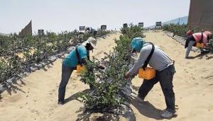 Agroexportación está en crisis, aumenta la pérdida de empleos