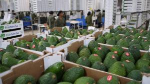 Agroexportaciones concentraron el 10.8% del total de las exportaciones  peruanas a agosto del 2026