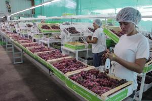 Agroexportaciones peruanas sumaron US$ 9.166 millones entre enero y noviembre del 2023, mostrando un crecimiento de +0.5%