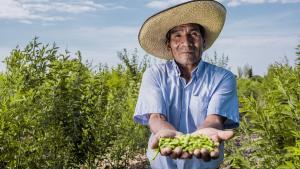 Agroideas ha financiado 21 planes de negocios vinculados a las legumbres