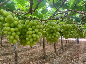 Agroindustrial Huamaní culmina con éxito su cosecha de uva Sugraone