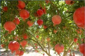 AGROINVERSIONES VALLE Y PAMPA PERÚ ES LA PRIMERA EMPRESA  PRODUCTORA DE GRANADA DE LATINOAMERICA EN OBTENER CERTIFICACIÓN RAINFOREST ALLIANCE