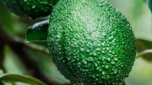 Agrokasa despachó 41,563 toneladas de palta en la campaña 2024