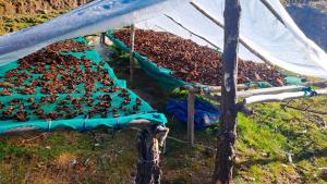 Alianza comercial en Cusco: Productores de Quispicanchi logran colocar 4.5 toneladas de hongos de pino en el mercado agroindustrial