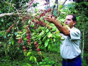AMAZONAS: POTENCIARÁN CADENAS DE CAFÉ, CACAO, PISCICULTURA Y LÁCTEOS