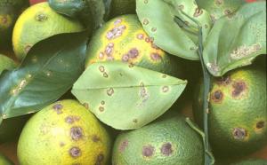 Amplían emergencia fitosanitaria en los departamentos de Ucayali y Loreto, ante la presencia de la plaga Xanthomonas citri subsp. Citri