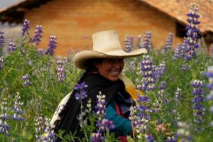 Áncash: productores ya cuentan con planta de transformación de tarwi