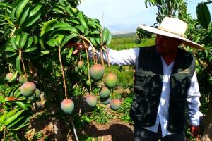 Áncash: se alistan trabajos para iniciar cosecha de mango en Moro y valle de Nepeña