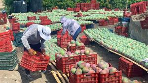 Anomalías térmicas y acoplamiento océano-atmósfera amenazan la campaña de mango
