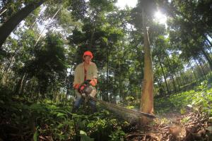 Anuncian inversión de S/ 430 millones para fomento y gestión sostenible de la producción forestal