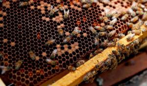 Apicultores piden al nuevo gobierno una mayor fiscalización de pesticidas perjudiciales para las abejas