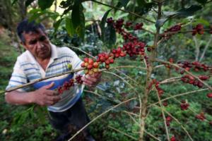 APROECO CIERRA EL 2014 CON EXPORTACIÓN DE 24 CONTENEDORES DE CAFÉ 