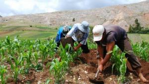 Aprueban el Plan Estratégico Sectorial Multianual del Sector Agrario y de Riego 2024-2030