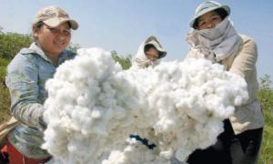 Área de algodón para la campaña 2020/2021 disminuiría en 8 mil hectáreas en nuestro país