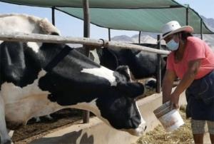 Arequipa: precio del forraje se triplica y amenaza el costo de producción de leche