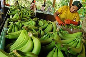 Argentina: piden prohibir la importación de bananas de Bolivia