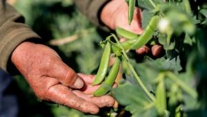 Arvejas de Perú amplían su temporada en Europa