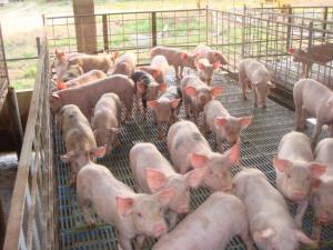 ASOCIADOS DE APP PRODUCEN EL 80% DE CARNE DE CERDO QUE SE COMERCIALIZA EN PERÚ