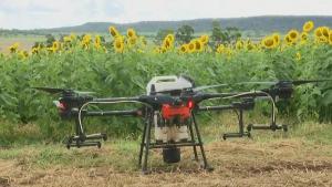 Australia: siembran miles de girasoles usando drones