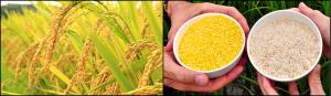 Australia y Nueva Zelanda aceptan arroz dorado transgénico para consumo humano