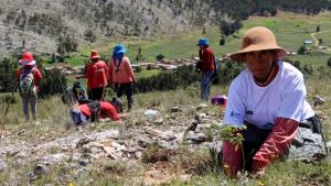 Autoridad Administrativa del Agua Mantaro sembró más de 1.500 plantones de árboles de variedades nativas