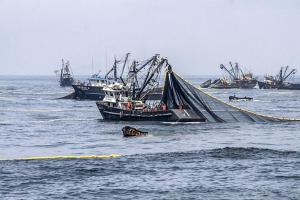 Autorizan pesca exploratoria de anchoveta con embarcaciones de cerco