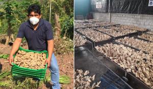 Ayacucho: ingeniero agroindustrial logra exportar kion al mercado europeo