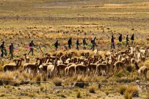 Ayacucho: Reserva Nacional Pampa Galeras fue escenario de tradicional chaccu de vicuñas