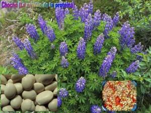 Ayer se inició la  XV Conferencia Mundial de Tarwi en Bolivia