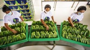 "Banana ecuatoriana se aleja de los mercados tradicionales y apuesta por Asia y África"