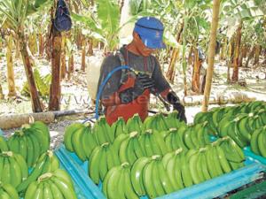 BANANEROS DE PIURA DEJAN DE EXPORTAR US$ 400 MIL SEMANALES POR MANCHA ROJA