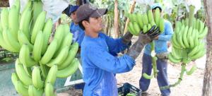 Bananeros latinoamericanos buscan apoyo de Rainforest Alliance por incremento de costos