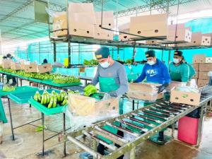 Bananeros peruanos se organizan para hacer frente a caída de pedidos