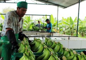 Banano orgánico, cacao, mandarina, mango y jengibre  son productos de mayor potencial para convertirse en boom agroexportador del Perú